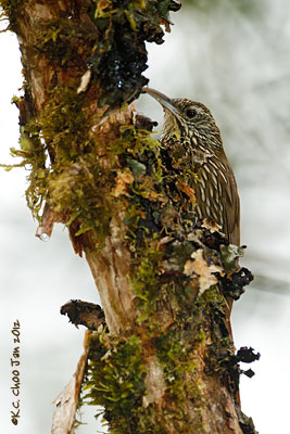 Montane Woodcreeper