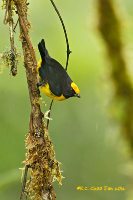 Orange-bellied Euphonia
