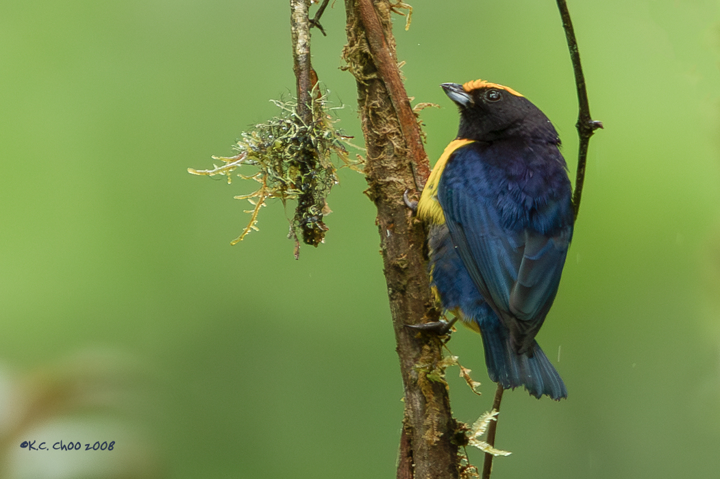 Orange-bellied Euphonia