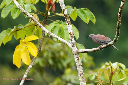 Pale-vented Pigeon