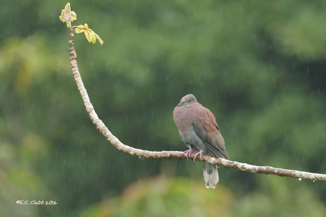 Pale-vented Pigeon