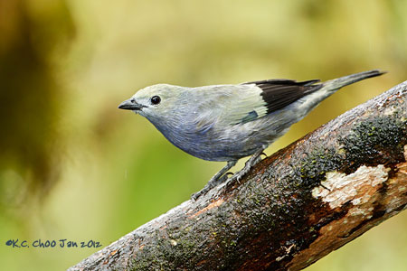 Palm Tanager