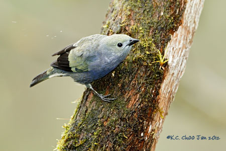 Palm Tanager