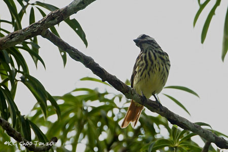 Piratic Flycatcher