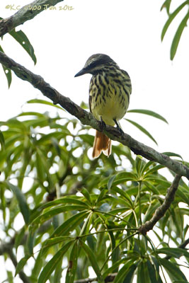 Piratic Flycatcher