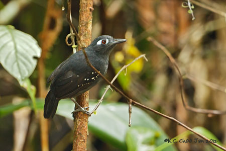 Plumbeous Antbird