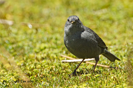 Plumbeous Sierra-finch
