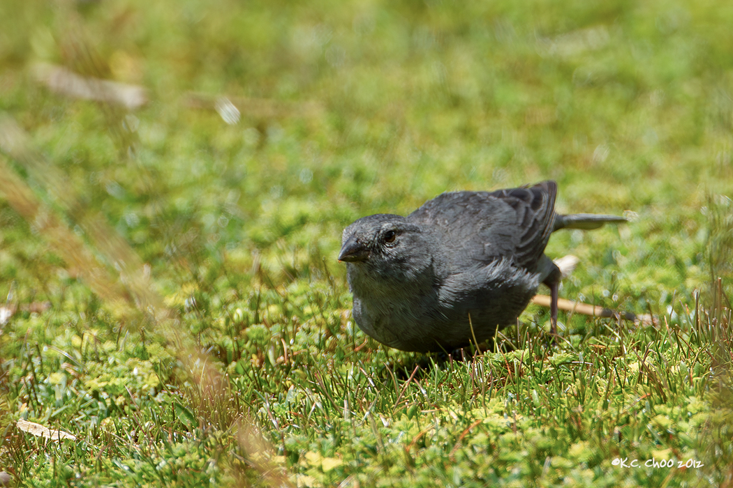 Plumbeous Sierra-finch