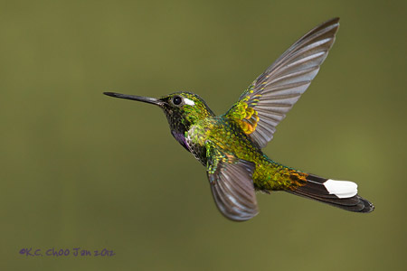 Purple-bibbed Whitetip