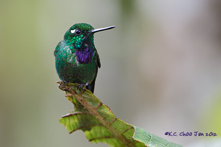 Purple-bibbed Whitetip