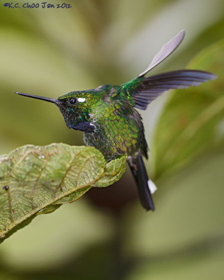 Purple-bibbed Whitetip