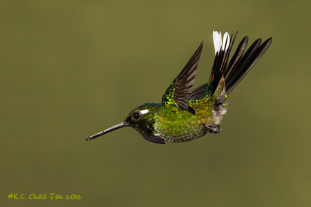 Purple-bibbed Whitetip