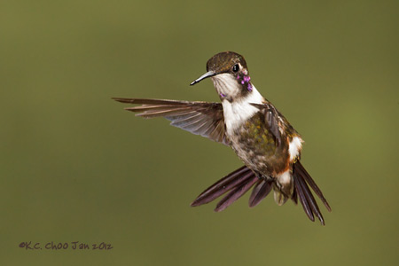 Purple-throated Woodstar