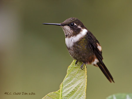 Purple-throated Woodstar