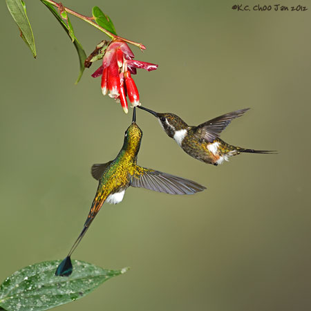 Purple-throated Woodstar