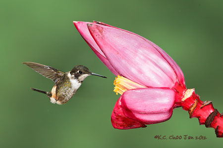 Purple-throated Woodstar