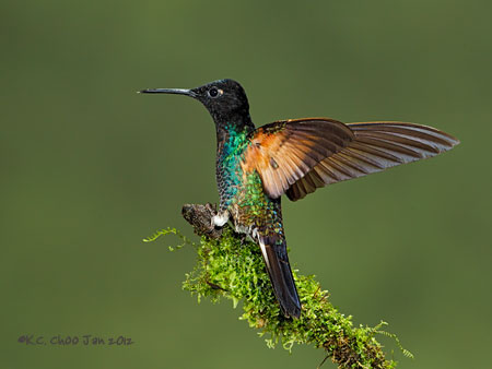 Velvet-purple Coronet