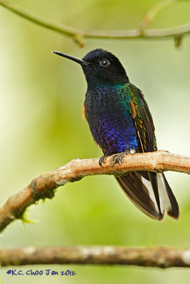 Velvet-purple Coronet