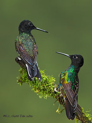 Velvet-purple Coronet