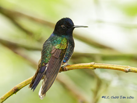 Velvet-purple Coronet