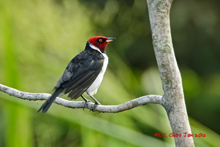 Red-capped Cardinal