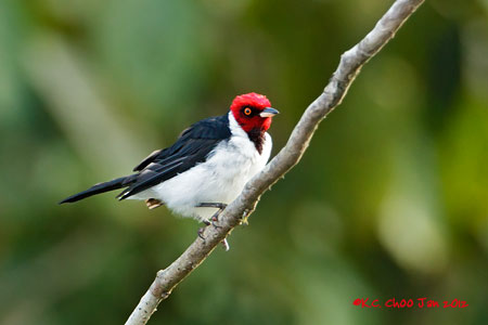 Red-capped Cardinal