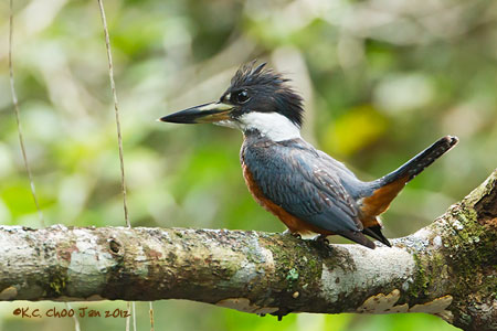 Ringed Kingfisher