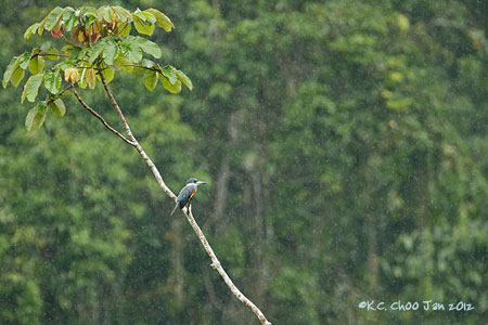 Ringed Kingfisher