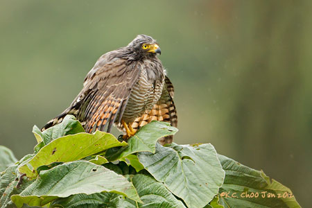 Roadside Hawk