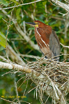 Rufescent Tiger-Heron