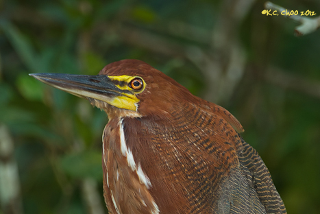 Rufescent Tiger-Heron