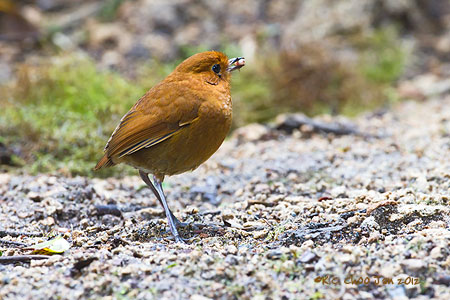 Rufous Antpitta