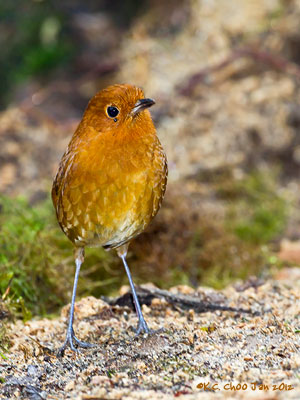 Rufous Antpitta