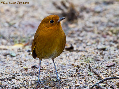 Rufous Antpitta