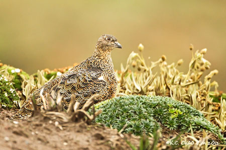 Rufous-bellied Seedsnipe
