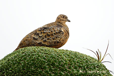 Rufous-bellied Seedsnipe