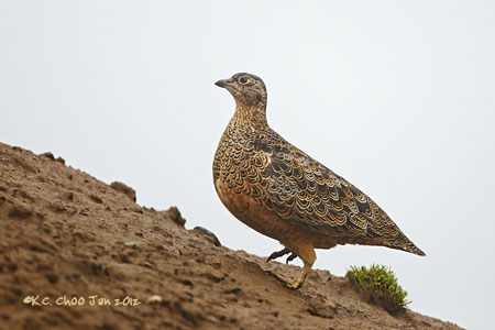 Rufous-bellied Seedsnipe