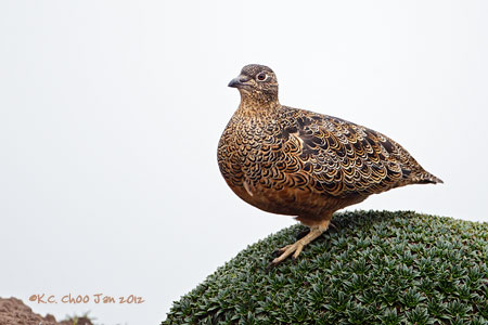 Rufous-bellied Seedsnipe