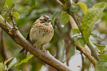 Rufous-collared Sparrow