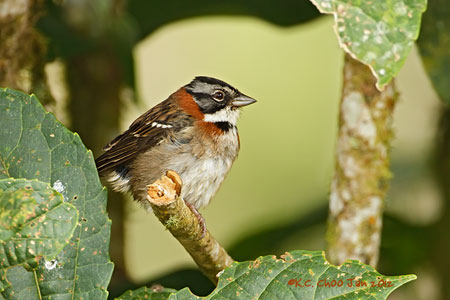 Rufous-collared Sparrow