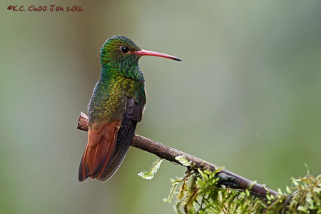 Rufous-tailed Hummingbird