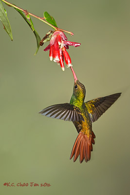 Rufous-tailed Hummingbird