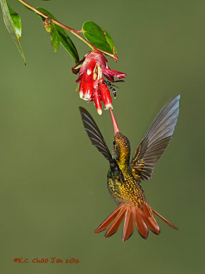 Rufous-tailed Hummingbird