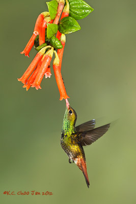 Rufous-tailed Hummingbird