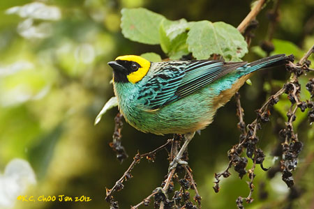 Saffron-crowned Tanager
