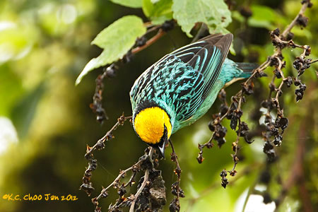 Saffron-crowned Tanager