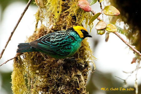 Saffron-crowned Tanager