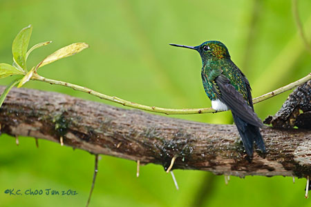 Sapphire-vented Puffleg