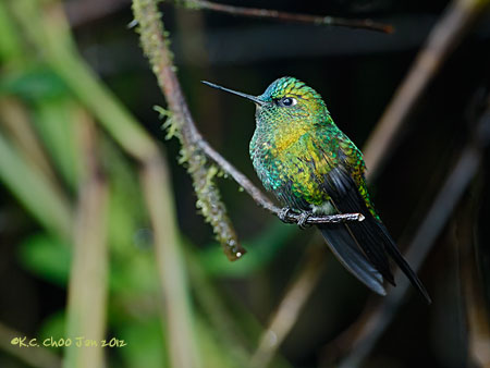Sapphire-vented Puffleg