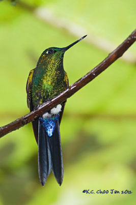 Sapphire-vented Puffleg